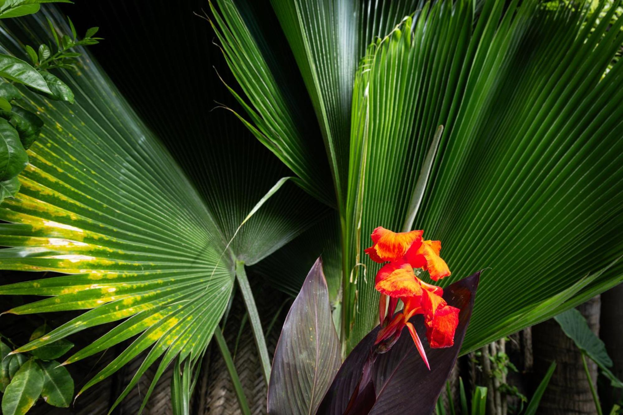 Hotel Pili Pili Oasis Jambiani (Zanzibar)